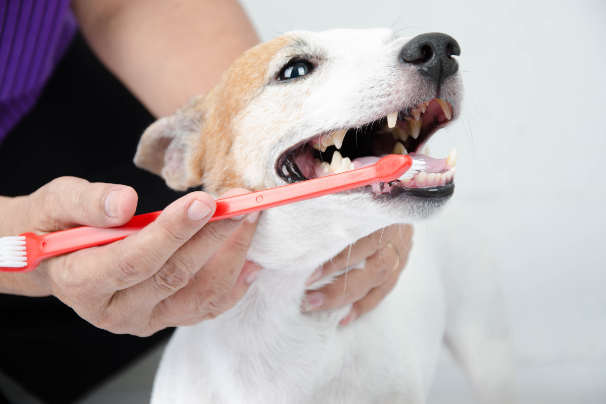 Periodontal Disease in Dogs
