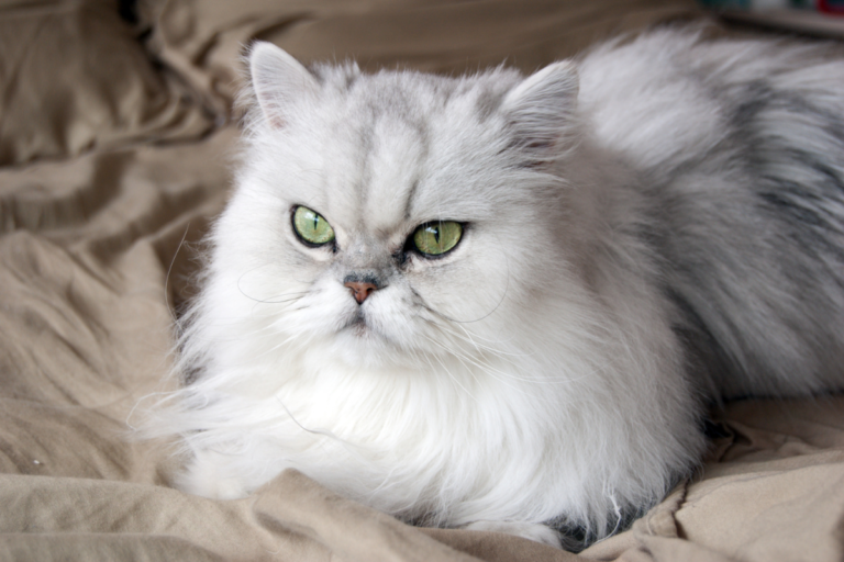 Persian Cat Lifestyle