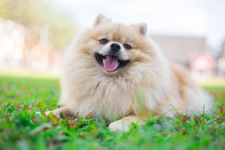 Pomeranian Health Problems