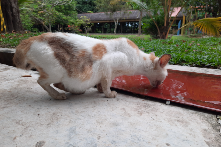 Pregnant Cat