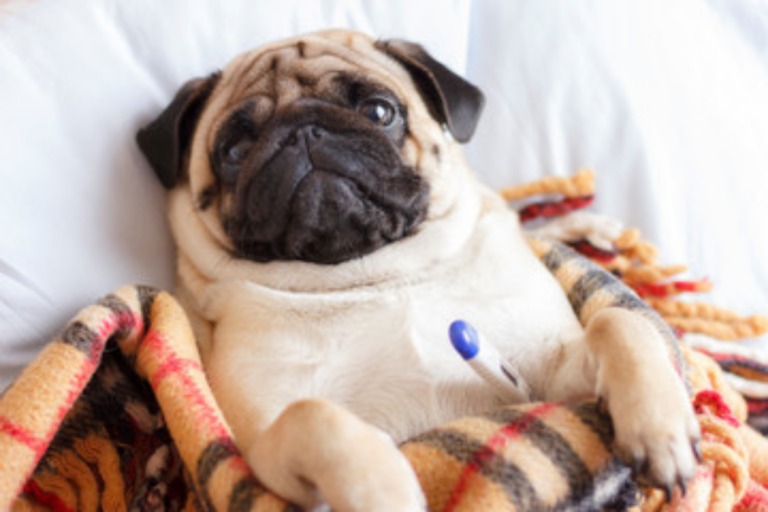 Pug Health Problems