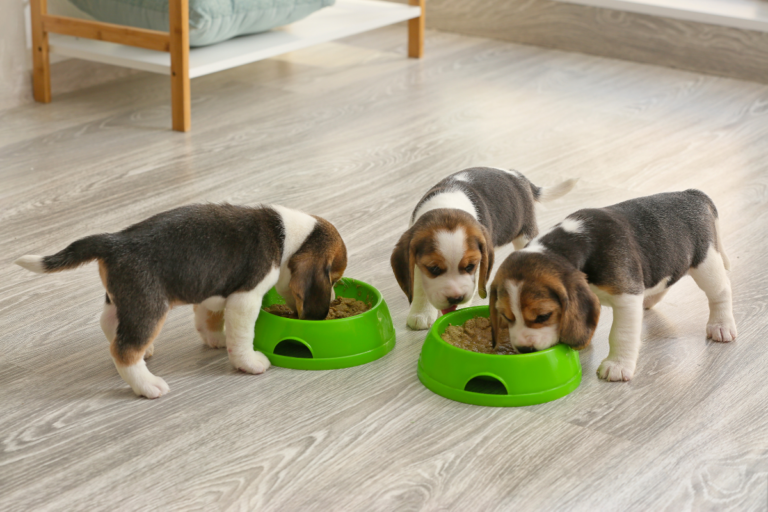 Puppies Food Chart