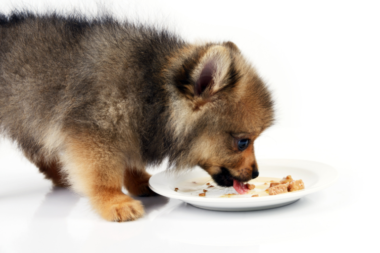 Puppy Diet Chart