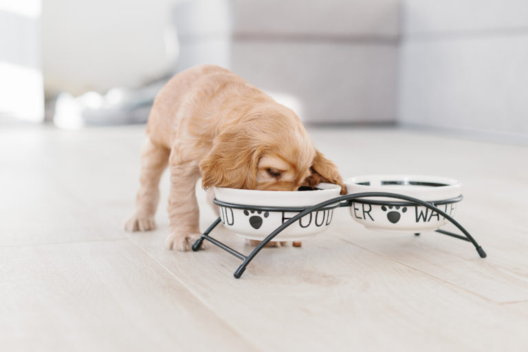 Puppy Nutrition Chart