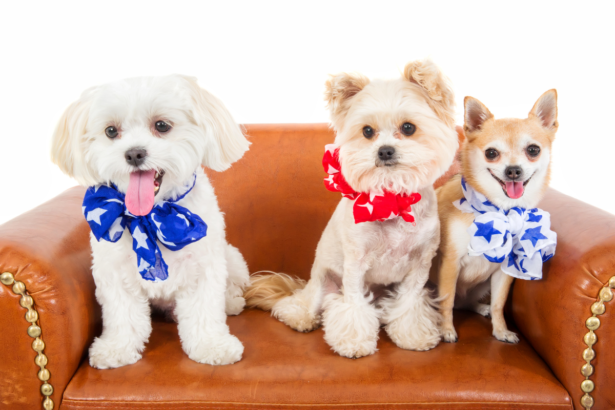 Pups Lifestyle Boutique