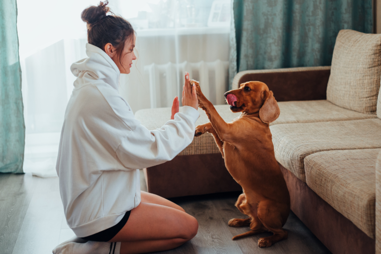 Reactive Dog