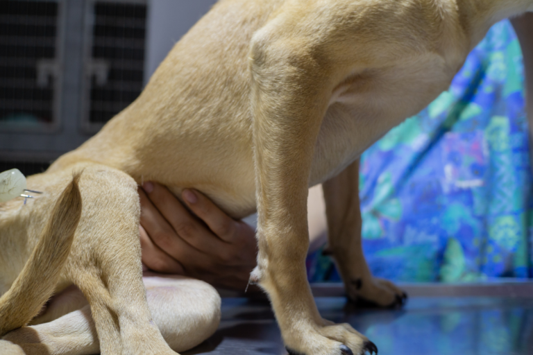 Ringworm Dog Symptoms
