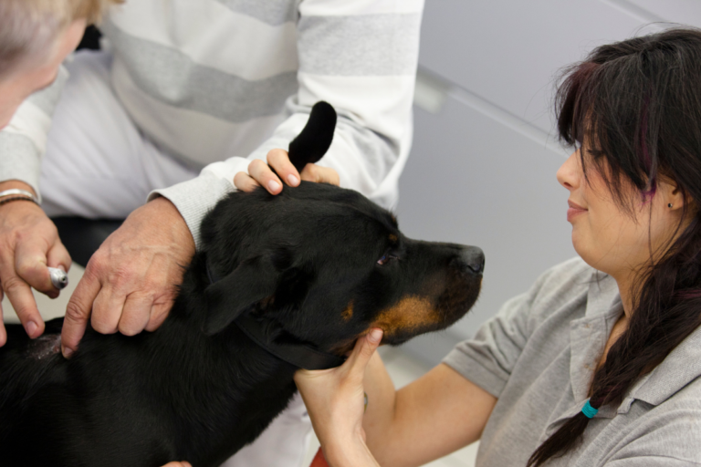 Rottweiler Health Problems