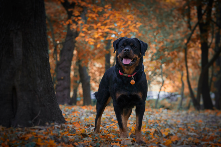 Rottweiler Lifestyle