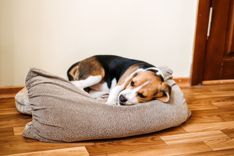 Seizures in Dogs Symptoms