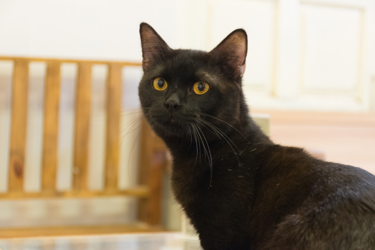 Senior Cat Weight Loss