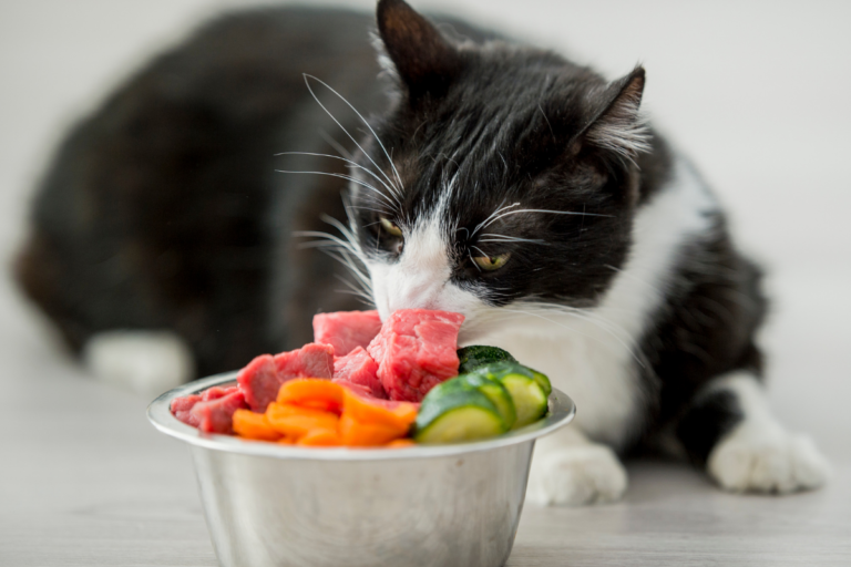 Senior Diet for Cats