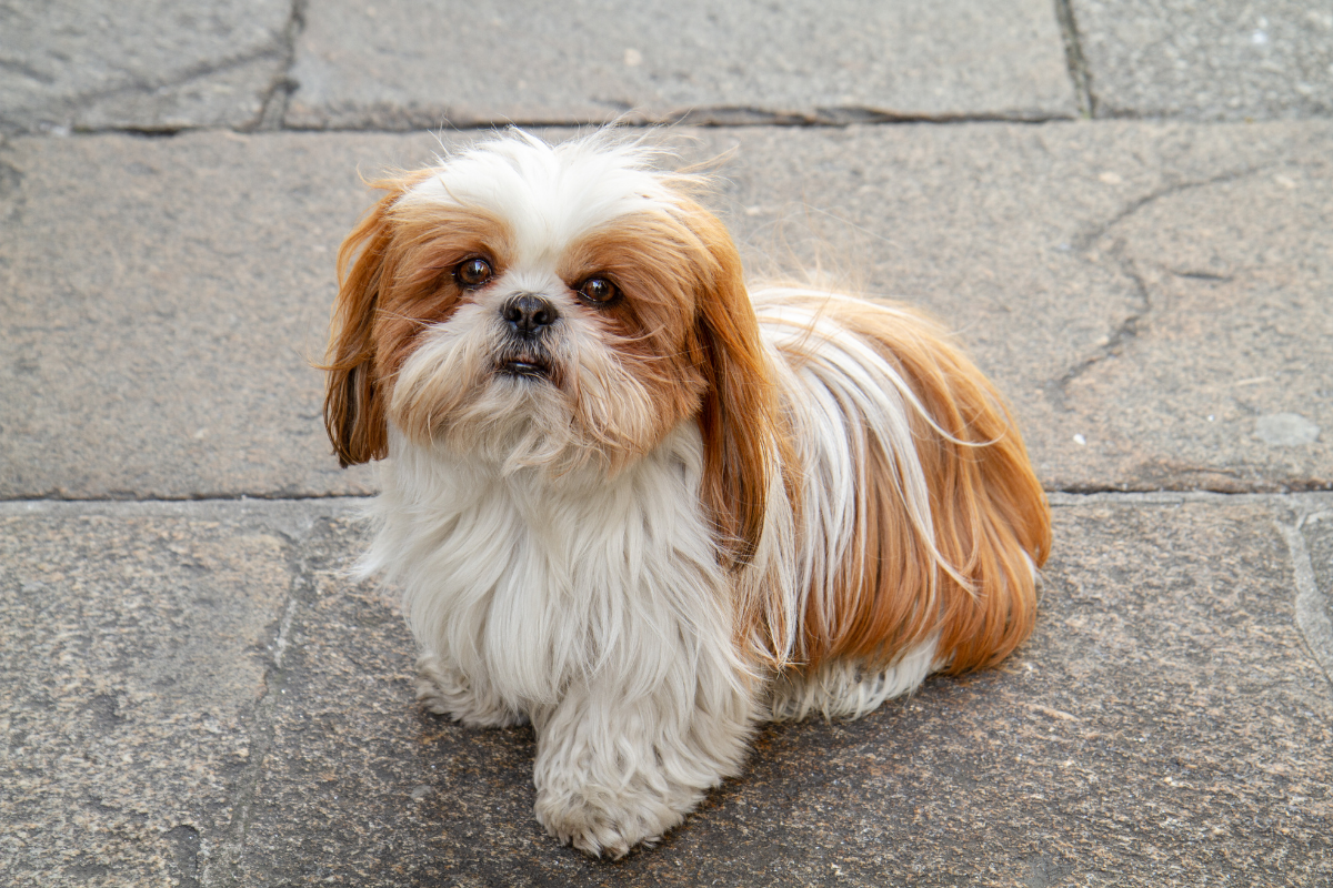Shih Tzu Health Problems