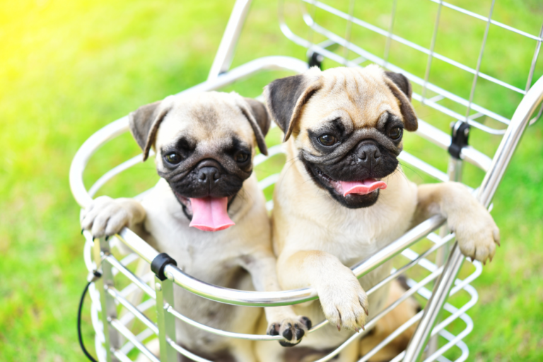 Skinny Pugs