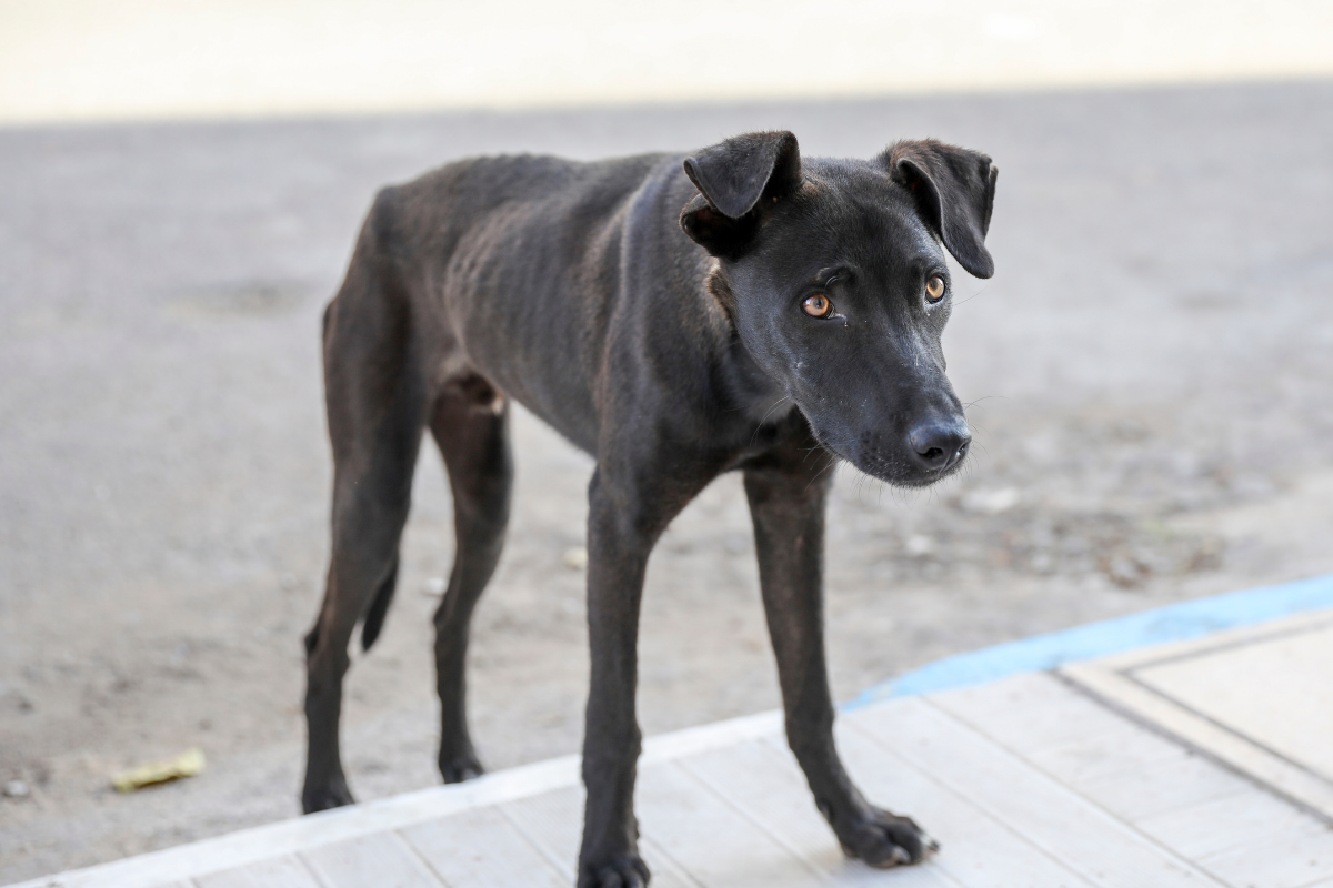 Skinny Tall Dog
