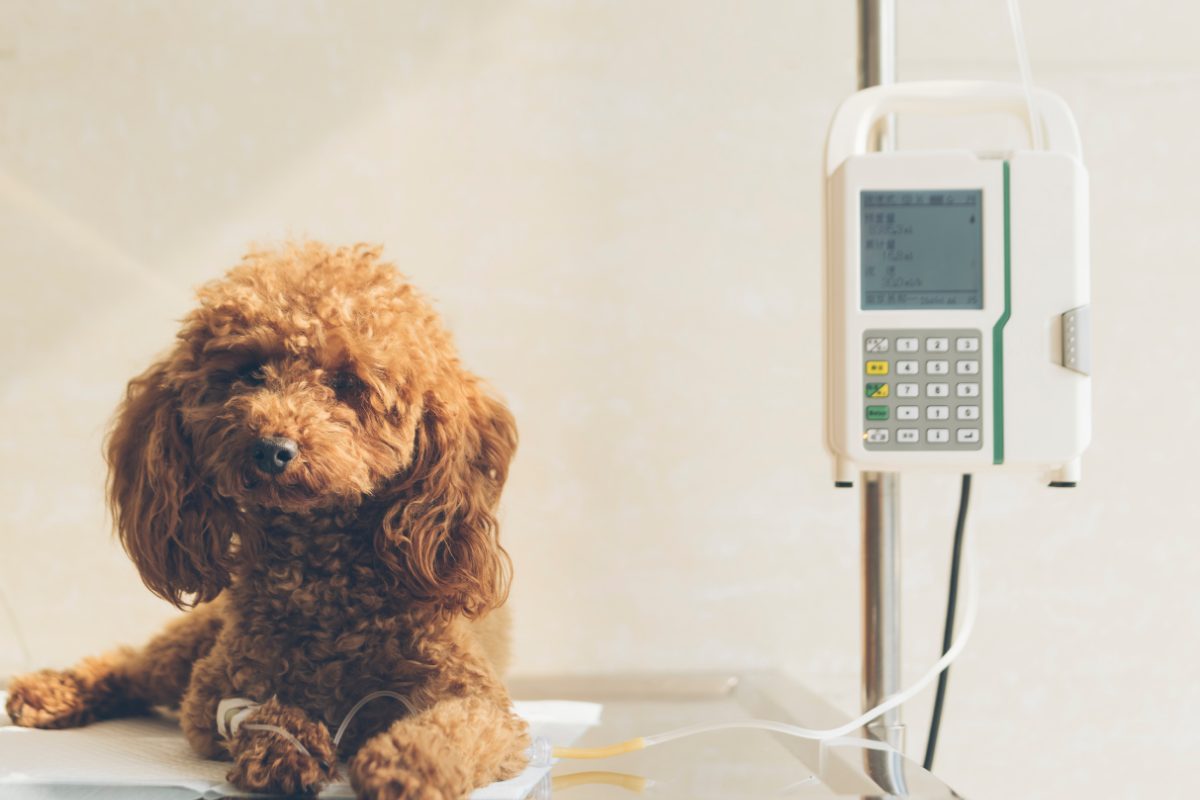 Symptoms of Addisons Disease in Dogs