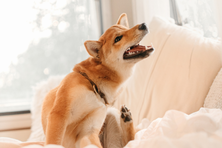 Symptoms of ticks in dogs