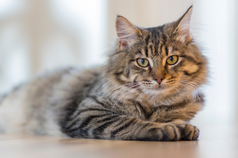 Tabby Cat Behavior