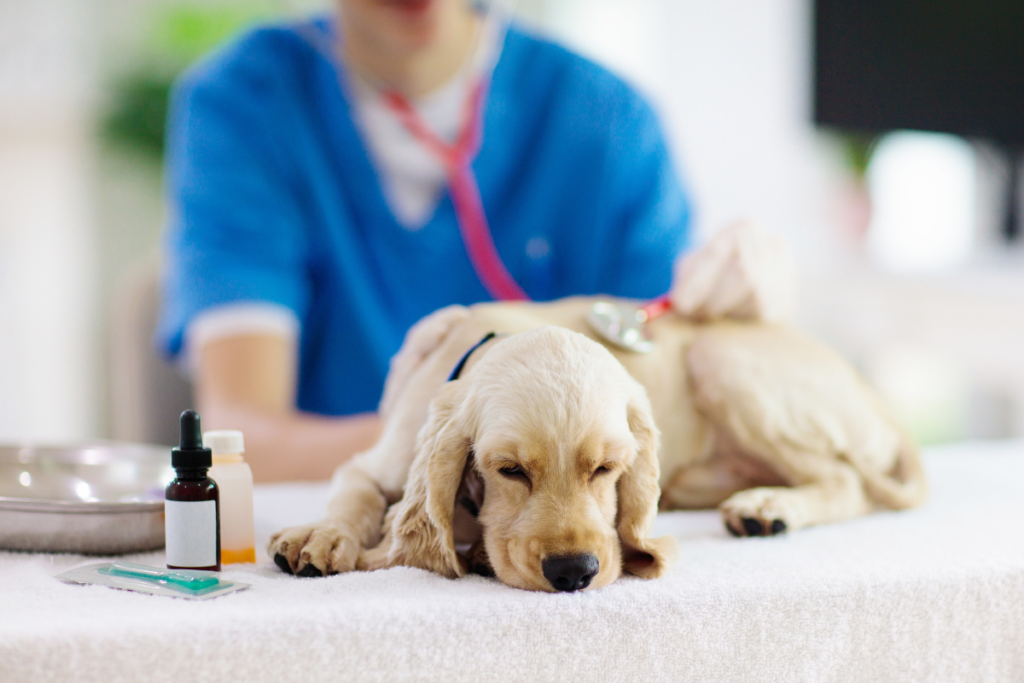 Treatment for Addisons Disease in Dogs