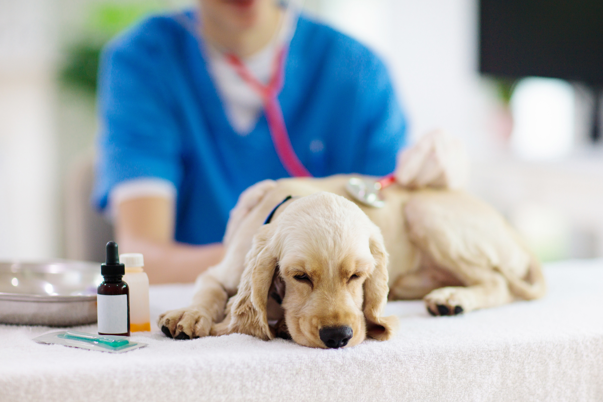 Treatment for Addisons Disease in Dogs