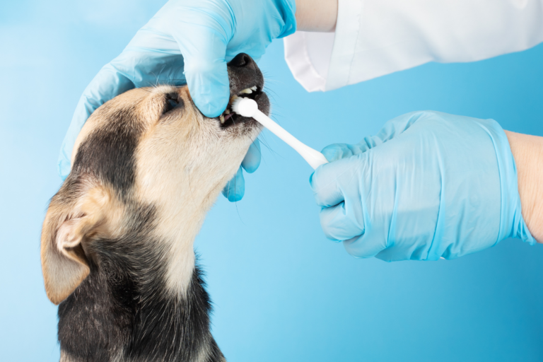 The Veterinary Oral Health Council