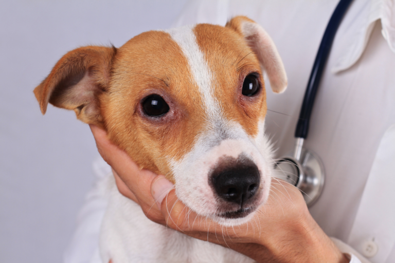 Yeast infection in dogs symptoms