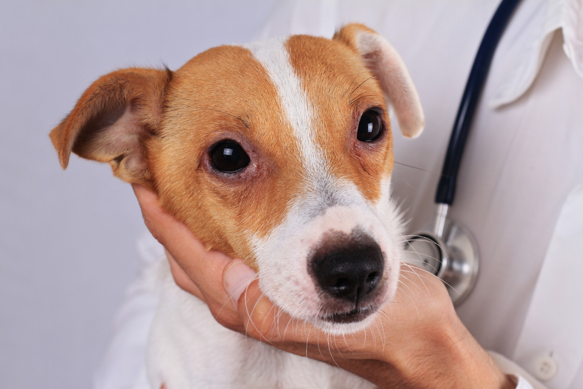 Yeast infection in dogs symptoms