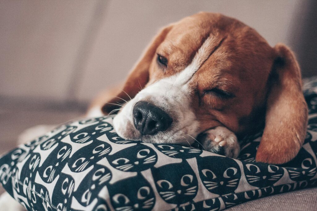 dog sleep disorders