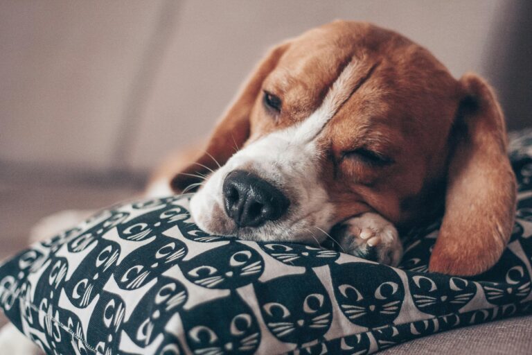 dog sleep disorders
