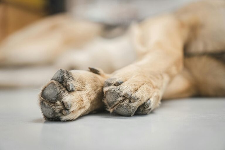 hyperkeratosis in dogs