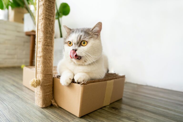 cat-friendly home
